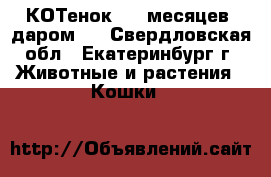 КОТенок,  6 месяцев, даром.. - Свердловская обл., Екатеринбург г. Животные и растения » Кошки   